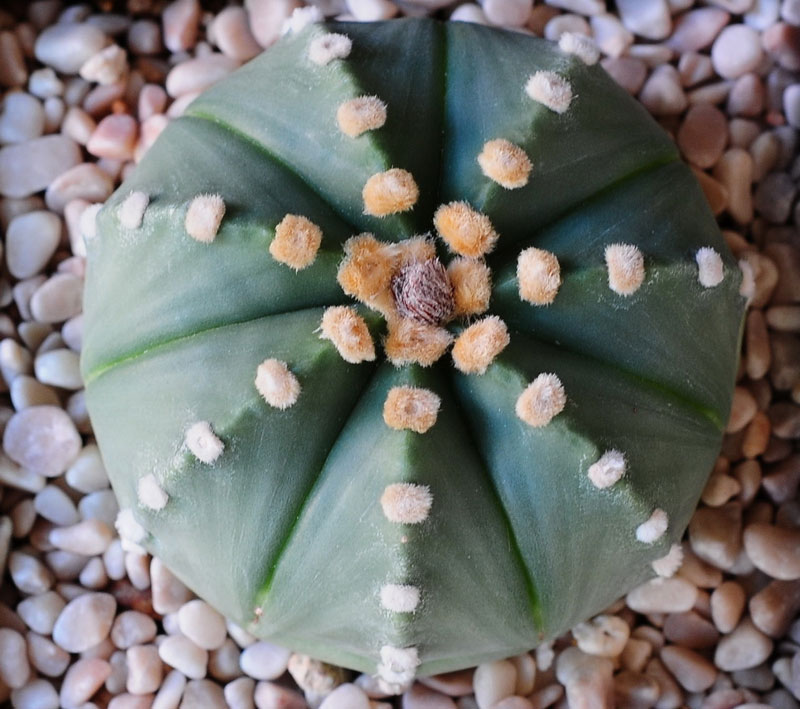 Astrophytum asterias